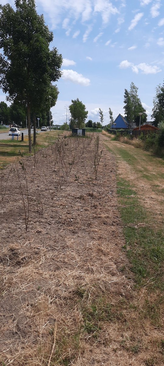 akbest67's tweet photo. Ben benieuwd hoeveel van deze struiken/bomen het gaan redden🤔. In juni planten bij deze droogte lijkt mij vooral kapitaalvernietiging. Maar wie weet, heb ik het gewoon mis en ontstaat hier een groene oase.
#ypenburg #denhaag #natuur #droogte #groen https://t.co/n5o6O9aRjT