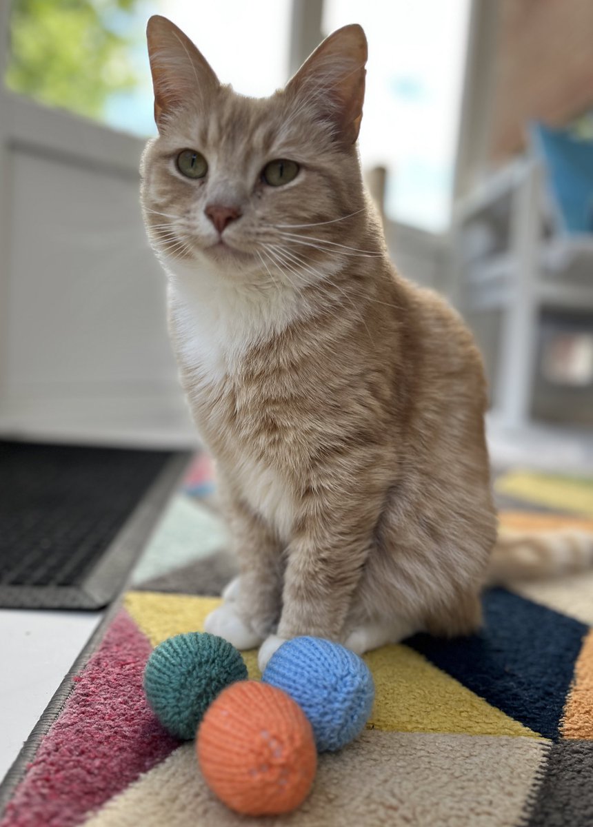 erics_escapades's tweet photo. An afternoon playing with my new catnip balls. Purrents picked them up from @catsprotection shop in Newcastle ! Highly recommended 🧡😻🧡 #catsoftwitter #catsontwitter #adoptdontshop #CatsLover #catsprotection #catsprotectionawards #voteeric #rescuecat #NationalCatAwards https://t.co/CYsj1ker9s