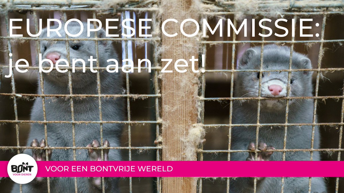 bontvoordieren's tweet image. ✊🦊 Over 1.5 million EU citizens have spoken up and demanded a #FurFreeEurope. #Furfarming is a threat to animalwelfare, the environment and public health as it could contribute to the next pandemic. 

It&apos;s time for the @EU_Commission to implement a EU-wide ban on #fur.