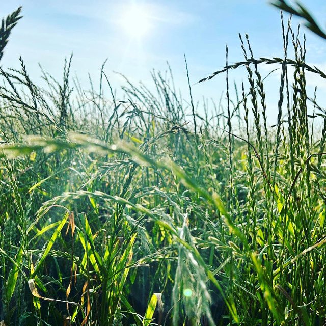 Foodari's tweet image. Goooooood morning from the farm! ☀️💚 

#foodies #passion #extramile #foodari #notyourordinary #helpkentbuylocal #thefoodariway #perfectpartnerships #dreamteam #foodarifamily #CaringCustomer #RespectProtectEnjoy #SupportYourLocal @producedinkent