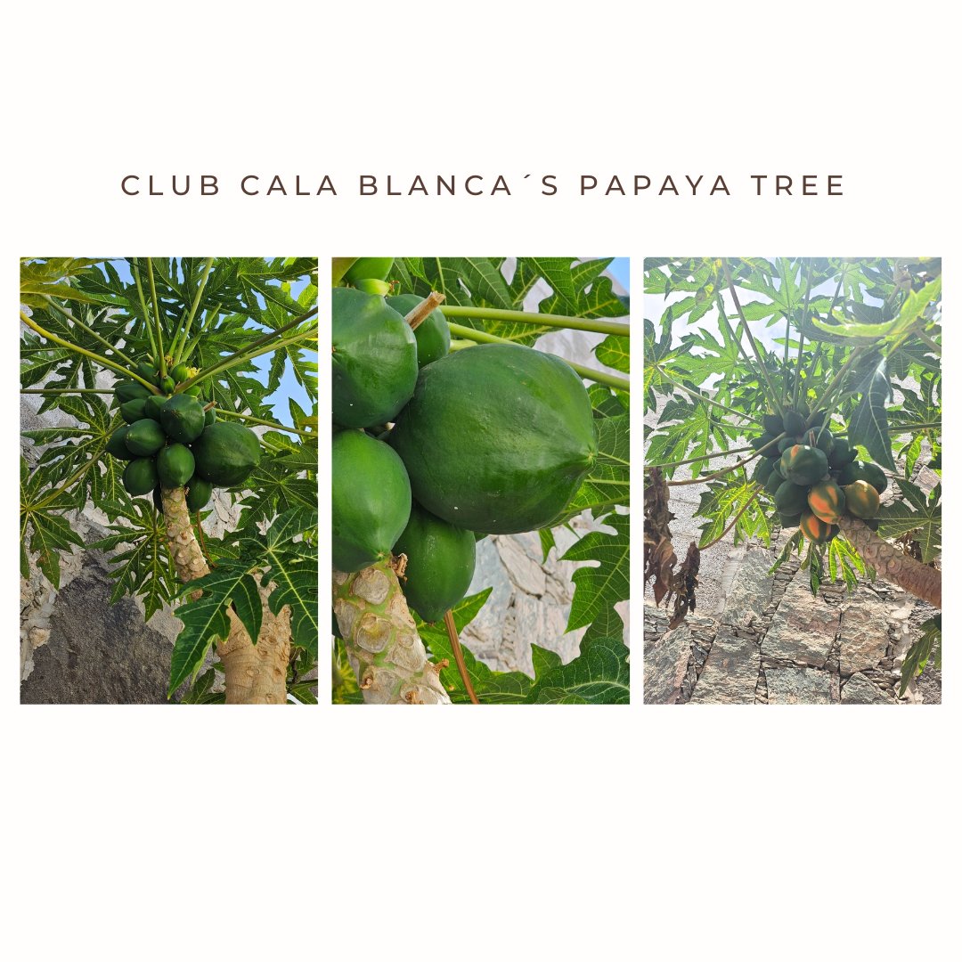 It is common to hear that sustainable fruits are smaller because of the lack of fertilizers and insecticides... the papayas of the Club Cala Blanca disprove the myth! As you can see in the third photo, the megapapaya is no longer in the tree hehe, it was as tasty as big!