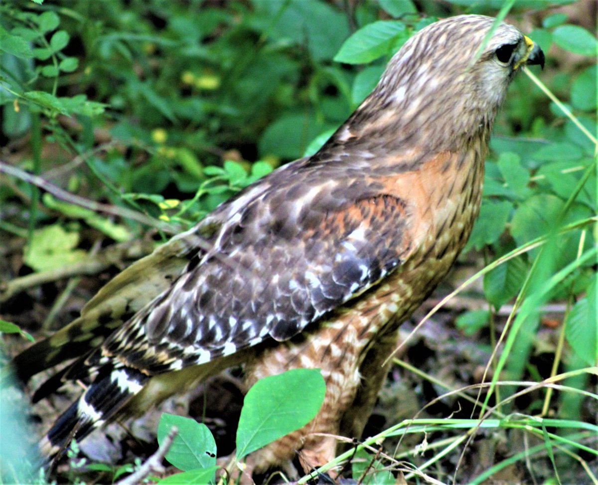 Red Shouldered Hawk having just caught a skink. Virginia, USA.