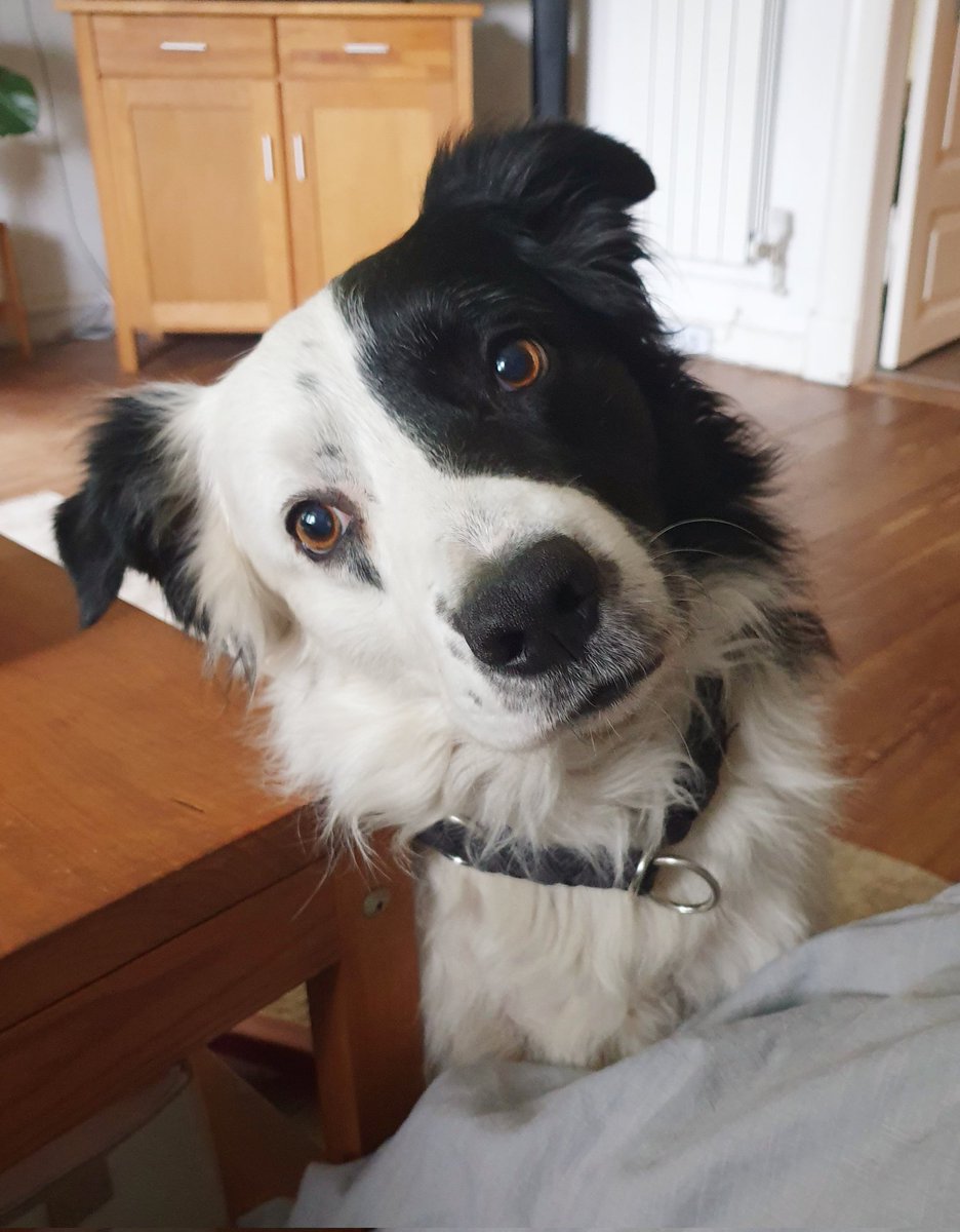 Merlin🐕
Ja bitte, was sagst du? Ich bin ganz Ohr 🤔