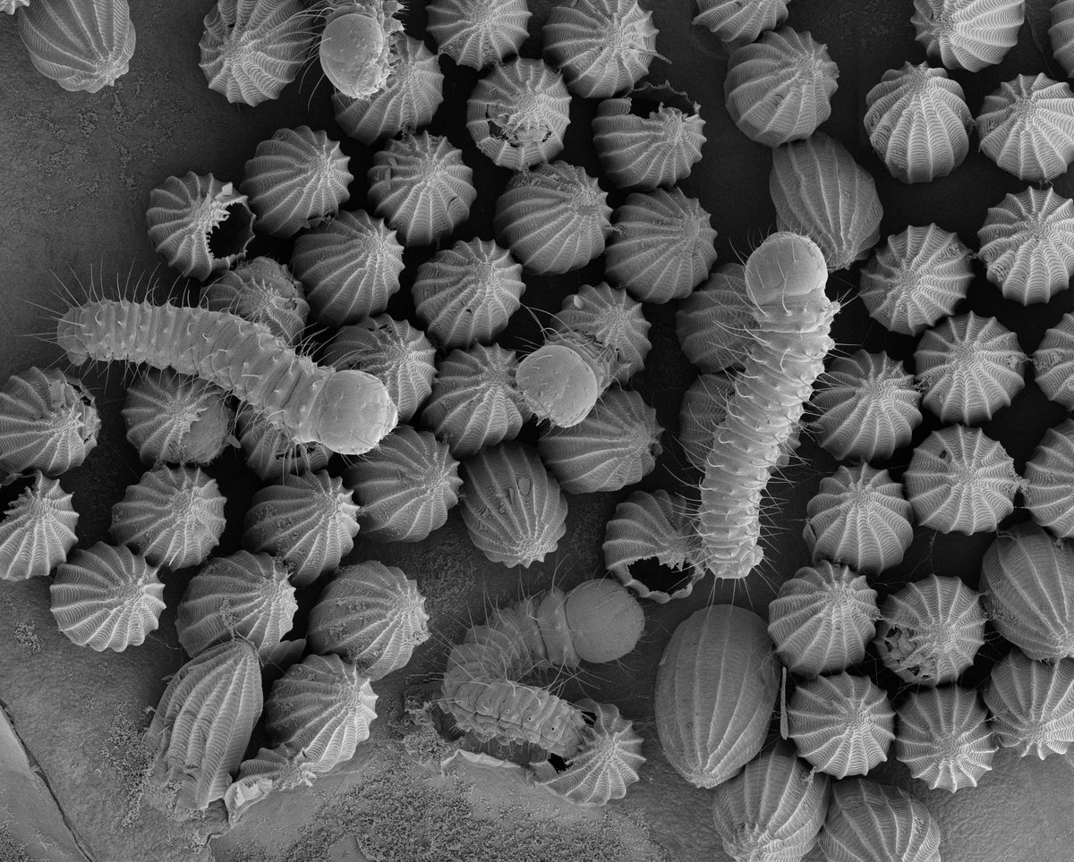 Happy #MicroscopyMonday! 🐛Adorable little caterpillars of the Large White Butterfly hatching from their eggs!🦋
🔬Cryo-#SEM image on a FEI Magellan 400 by Marcel Giesbers (EM Centre) & Hans Smid (Entomology Lab), Wageningen University @WUR
#NEMI #microscopy #electronmicroscopy