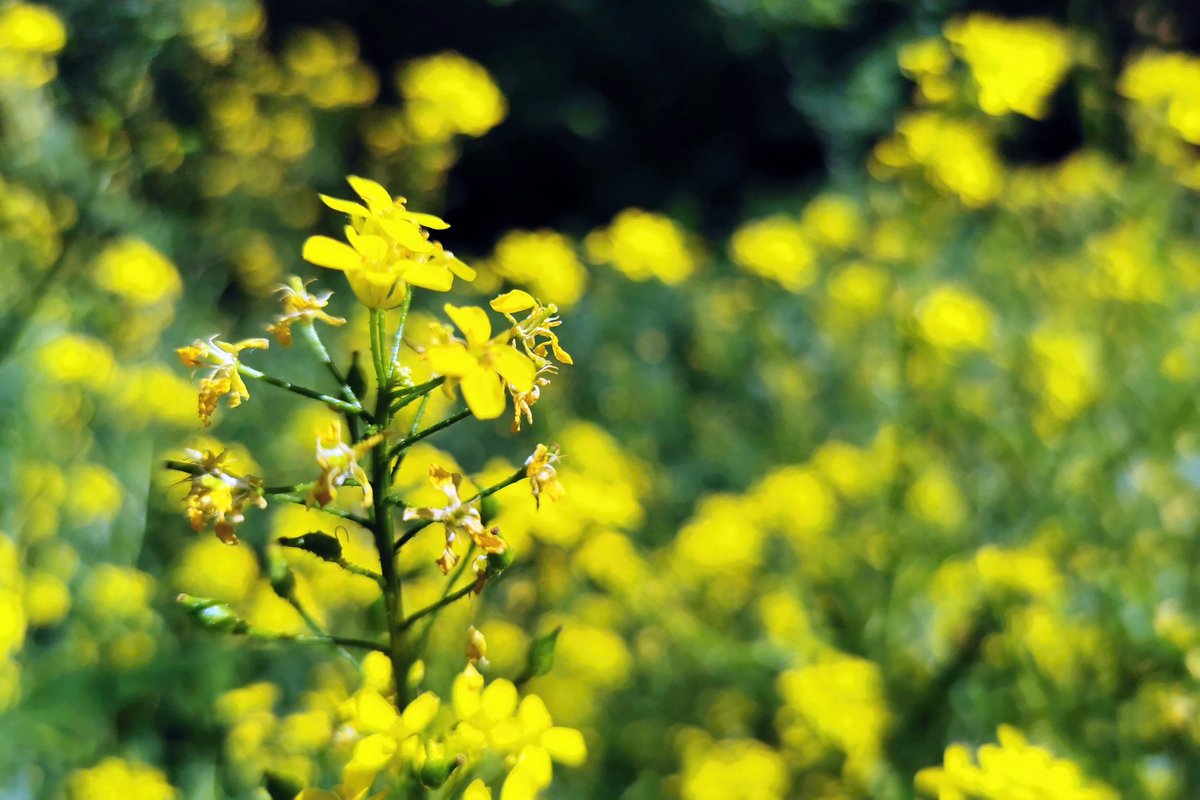 Yellow flowers and green natural nature! :) #people #observation #inspiration #summer #flowers #outdoors #friluftsliv #snapshot #share #culture #nordicmade #homeoffice #placemaking #smartcity #happycity #monday #mondaymotivation #Oslove #VisitOslo #VisitNorway #Oslo #Norway