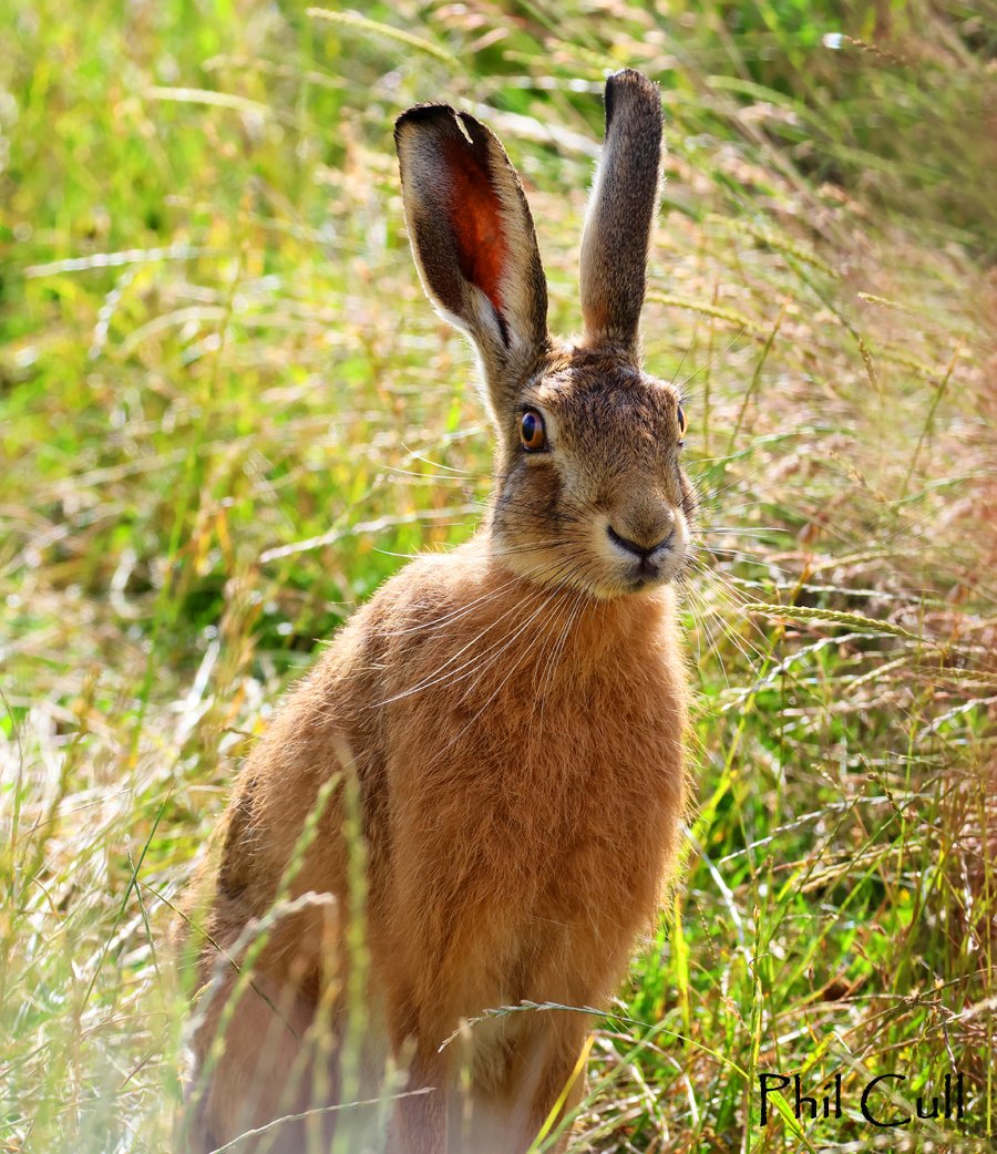 Brown Hare this morning ~ Cotswolds