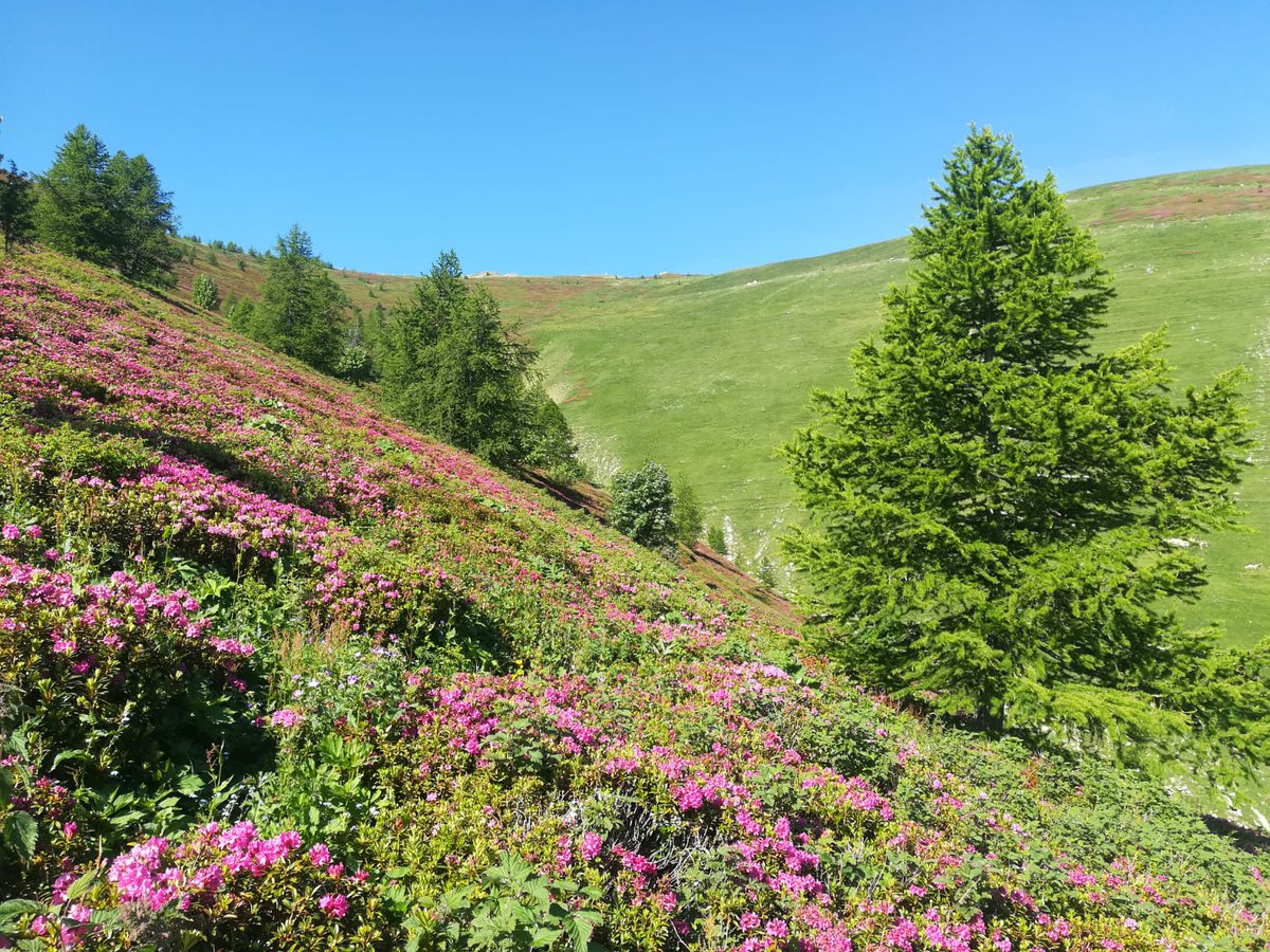 ParcoAlpiLiguri's tweet photo. #amicidelparcoalpiliguri - Non perdete gli ultimi giorni disponibili per ammirare 😍 lo spettacolo dei #rododendri in #fiore 🌺 sul Monte Saccarello, nel #parcoalpiliguri. 

[Foto di Alice La Manna] https://t.co/YMQvO1gbQE