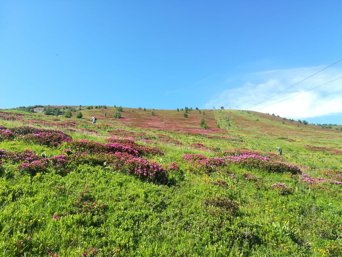 ParcoAlpiLiguri's tweet photo. #amicidelparcoalpiliguri - Non perdete gli ultimi giorni disponibili per ammirare 😍 lo spettacolo dei #rododendri in #fiore 🌺 sul Monte Saccarello, nel #parcoalpiliguri. 

[Foto di Alice La Manna] https://t.co/YMQvO1gbQE