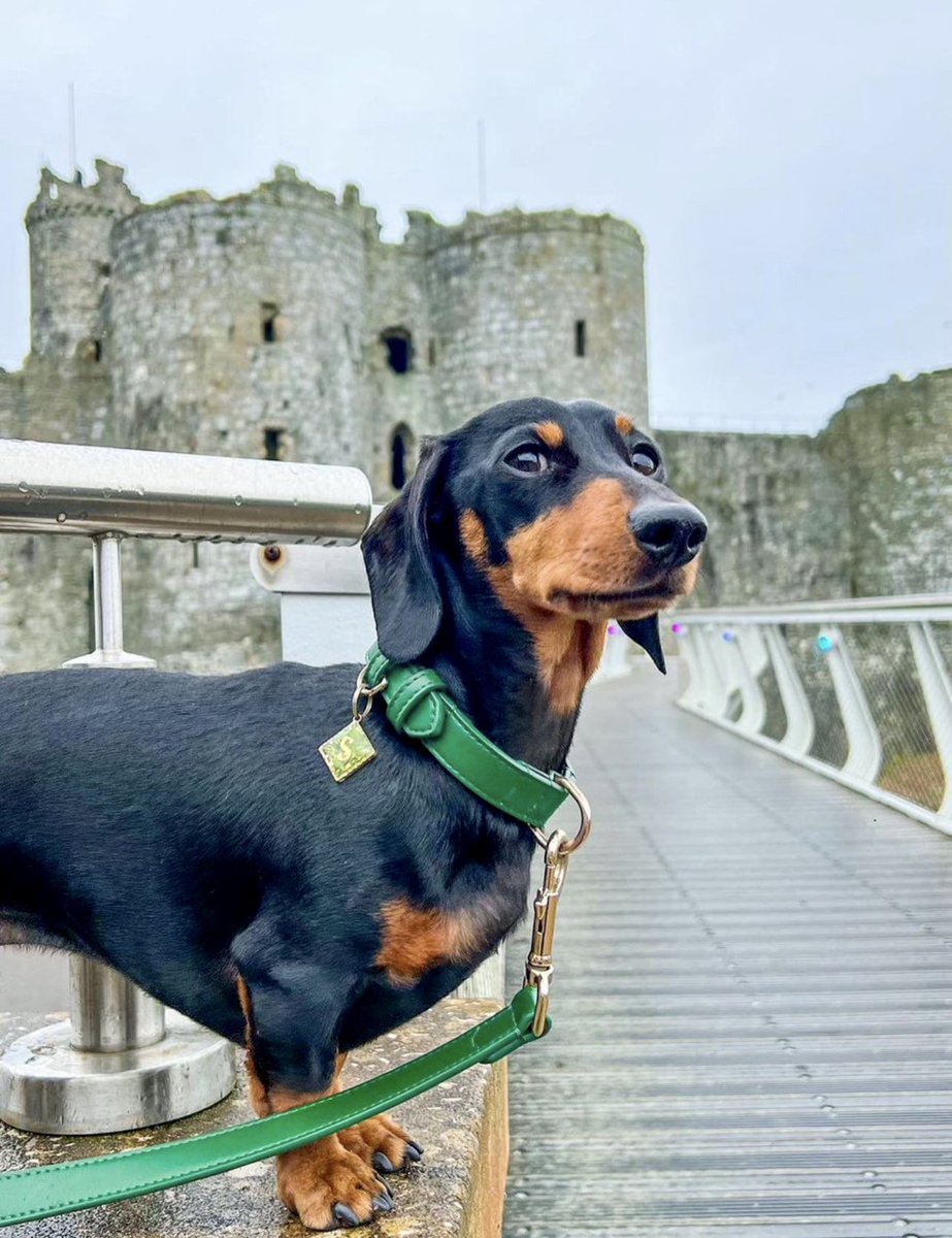 Green, Green makes everything serene 💚🌿

Here’s Sydney modelling our Forest Green Bloomsbury collar.  It’s a lot cooler today, where are you walking your bestie today? 🐶🐾🌼 

#Mondays

#dogsoftwitter #cutedogs #dogmum #dogcollar #idtags #DogLover #Dachshund #smalldog #dogs…
