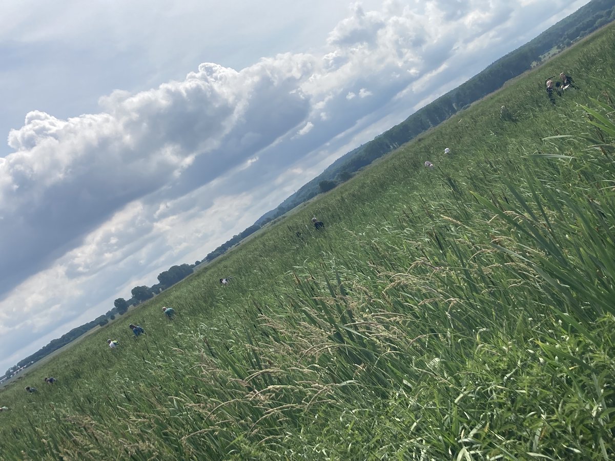 greifswaldmoor's tweet photo. #Rohrkolben als #Substrat│rohstoff für den #Gemüsebau? Funktioniert gut, zumindest anteilig – spannende Zwischenergebnisse beim #TyphaSubstrat Projekttreffen @uni_greifswald, mit Abstecher zur Anbaufläche bei Neukalen u. Biogärtnerei Watzkendorf. @FNR_de https://t.co/CmWXpSmtDV
