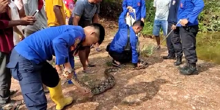 MEDIACENTERTB's tweet image. Pos Damkar Unit 2 Banjar Agung mengevakuasi #ular jenis #Sanca dengan panjang tubuh 5 meter yang masuk  ke pemukiman dan sering memangsa hewan peliharaan milik warga sehingga sangat meresahkan