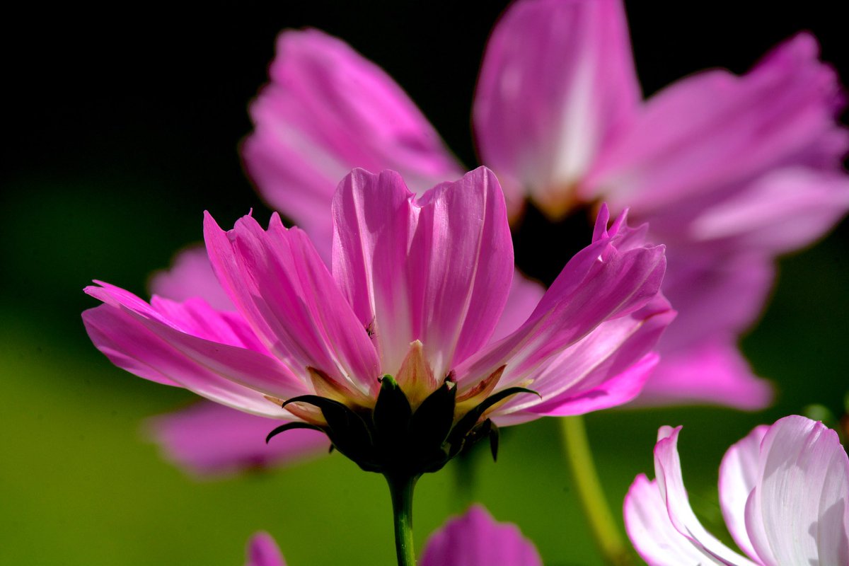 #Gardenersworld #nikonphotography @UKNikon @NikonEurope @NikonUSA @ThePhotoHour @MacroHour @TamronUK #flowerphotography #macrophotography @AP_Magazine 
Cosmos, a pink sensation🌸