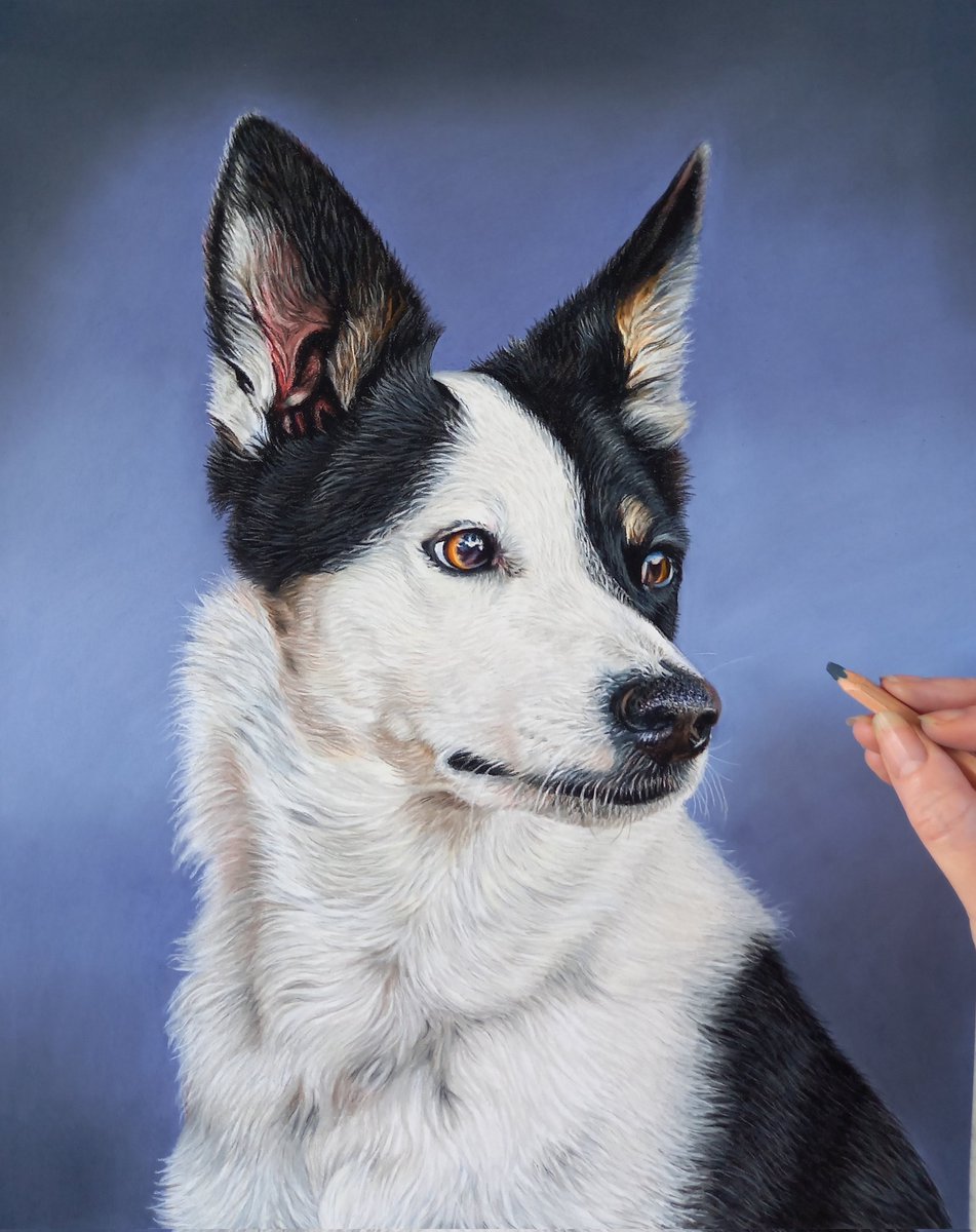 Hope you've all had a fantastic weekend.  
Here's Dolly's portrait.
Pastels A3
Dolly is a rescue, border collie, Australian Shepard and Cattle dog.
Commission slots available
pencilportraitartist.co.uk 
#bordercollie #australianshepherd #cattledog #dogportrait #pastelart #pastels