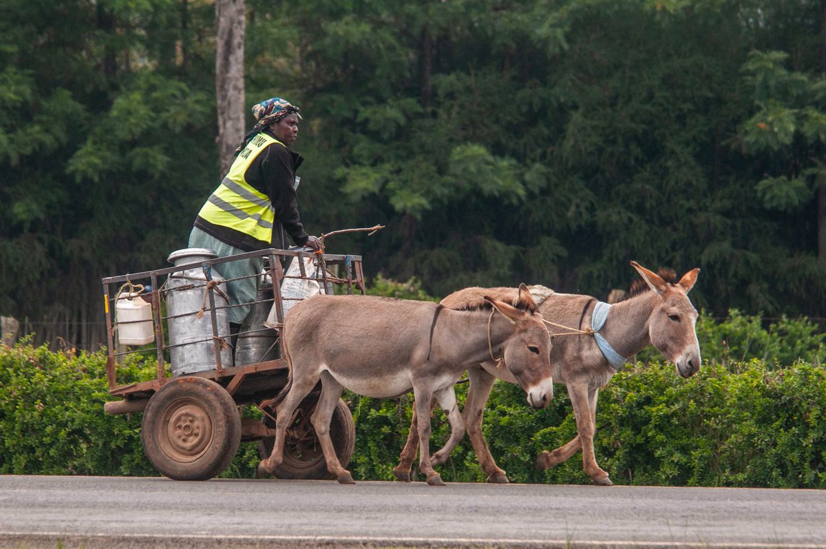 ..from the farm to the dairy cooperatives and cooling plants contributing to #sdg1  on #NoPoverty   and #sdg2 on #ZeroHunger
#milkvaluechain #AgriculturalValueChain #WorkingEquines #IncomeGeneratingProject #mtunzepundadaima