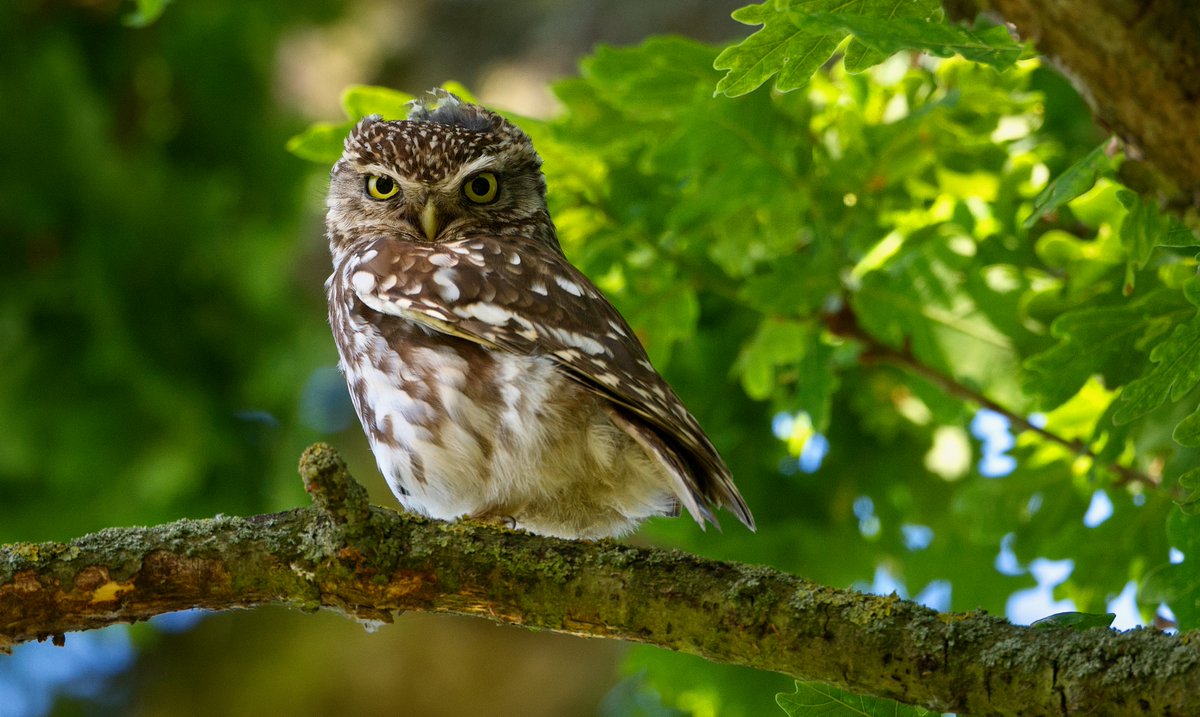 Little owl this morning 26/06/23 @BBCSpringwatch #WexMondays