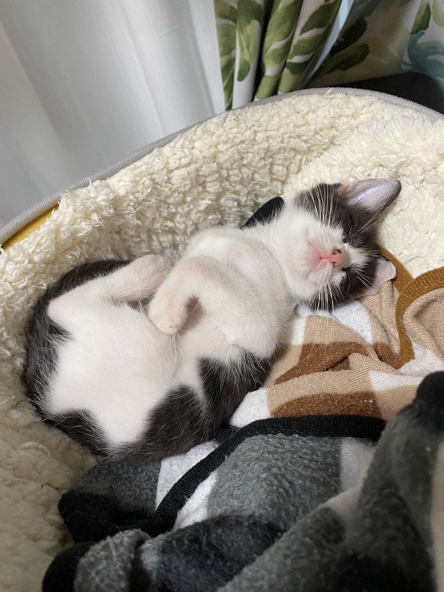 猫だよ😸
今日も絶好調🐱
癒しなんだよ♡癒される🥰