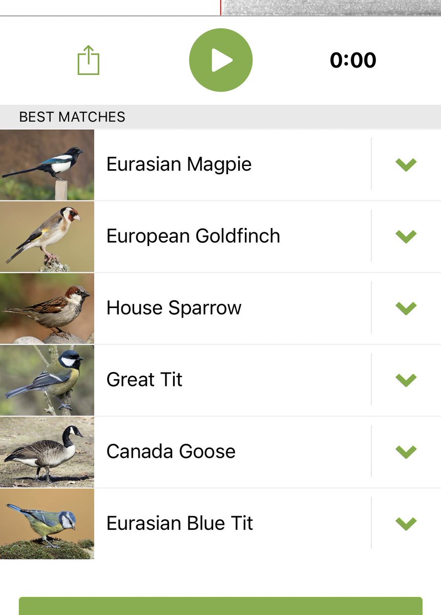 tashmakesstuff's tweet image. Our tiny, and somewhat parched little urban refuge didn’t do bad The birdbath is refilled will be interesting to see if there is any difference over the next few days. No flamingoes @davepaters can I offer a goose as substitute?