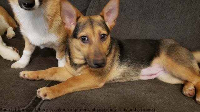 plummer25512273's tweet photo. This is Lilly, she's a German shepherd. https://t.co/zK7tz0K8qD