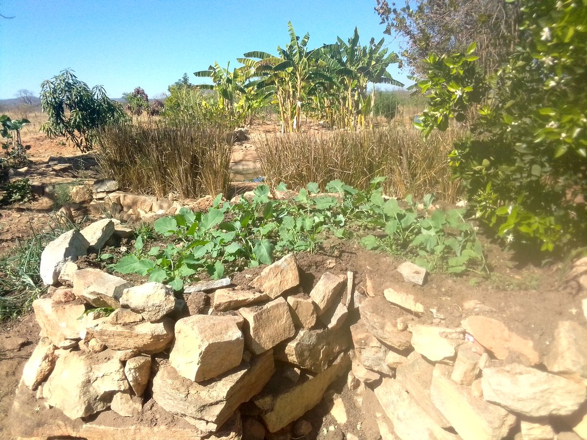 We grow our food. #Agroecology 
#FoodSovereignity
@AgroecologyMap @zimsoff @AntoninahP13563 @RBovas @regeneration_in @TabiJoda1 @YIL_Initiative