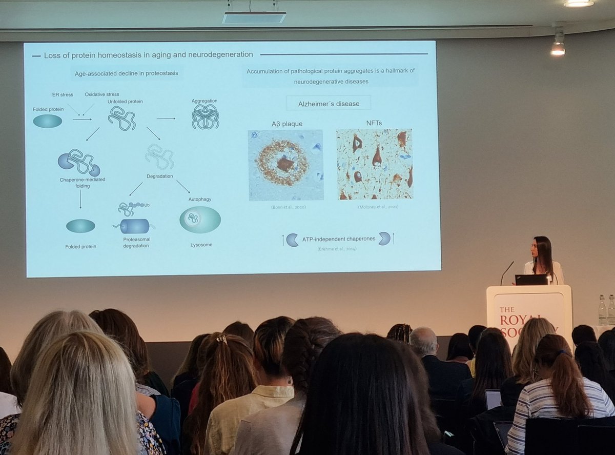 Astrocytes and neurons working together. Great talk by @PaulaBeltranLo1 on the link between heat shock proteins and tau. Using some very interesting culture models of tauopathy to study the protective effects of these chaperones at the ARUK London Network Science Day 2023