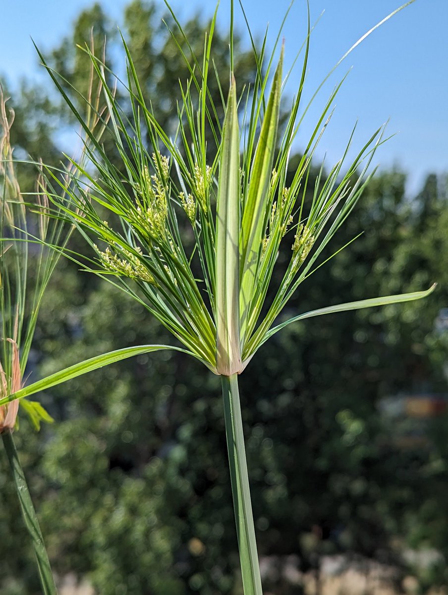 My Papyrus plants (Cyperus papyrus) are in bloom. :)
#papyrus
#experimentalarchaeology
