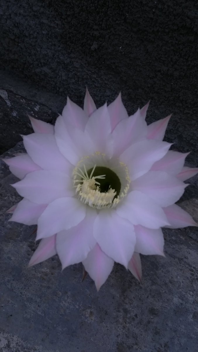 DD44099684's tweet photo. @sportsbabe_ Fire cactus. Fire, Hera. Fire, BaByLoNiAny. https://t.co/yVPaB60zBF