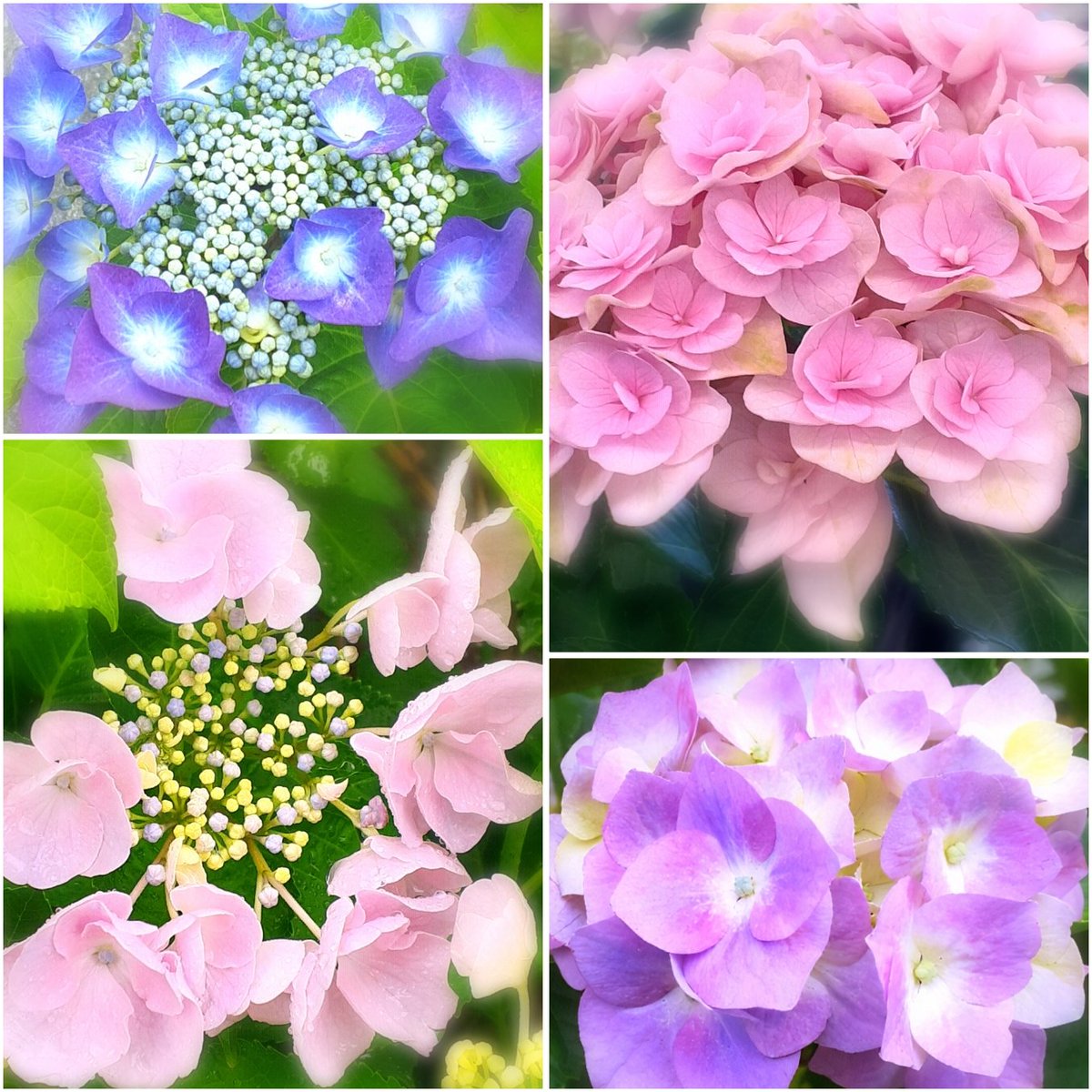 💠🌿 ܸ　月曜日　❖ ❖
❖ ❖　お疲れさまです　
　ᥲᎫᎥ᥉aī　💠🌿 ܸ