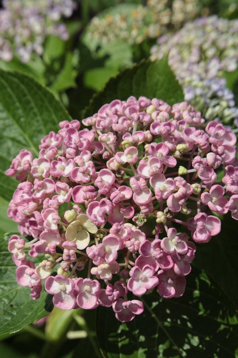 Hydrangea 😁