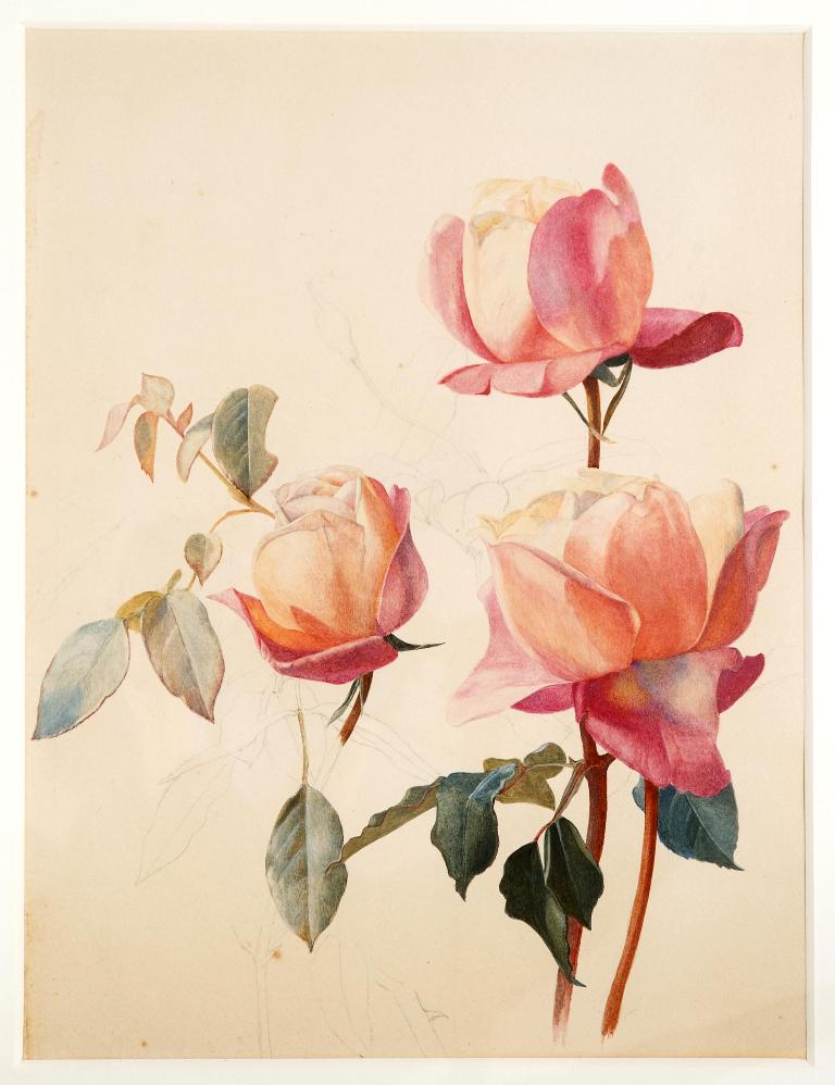 🌹 This rose study by Henry Roderick Newman, part of the Guild of St George's Ruskin Collection, features in our new exhibition at the Millennium Gallery, Dutch Flower Paintings: Exploring Art in Bloom.

We also have some great (flower and non flower) events this week 👇

🧵1/8