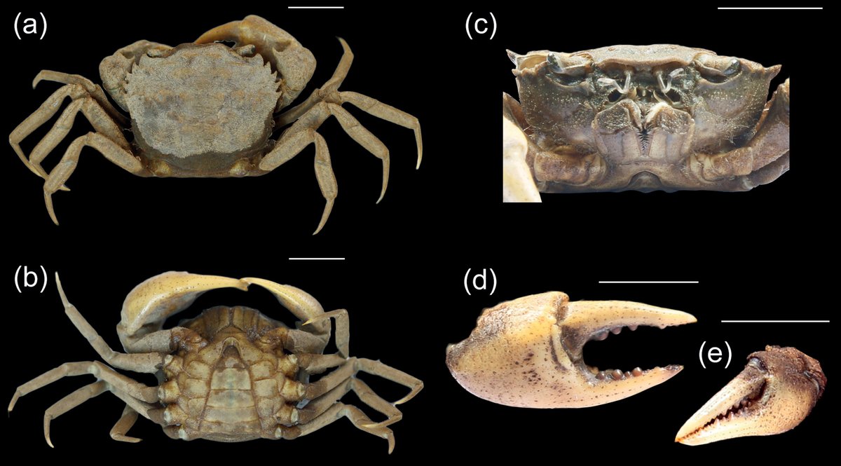 🦀This study reports two new records and provides an updated checklist of freshwater #crabs from Bangladesh🇧🇩.

👉Read more: doi.org/10.3897/zookey…

#Decapoda