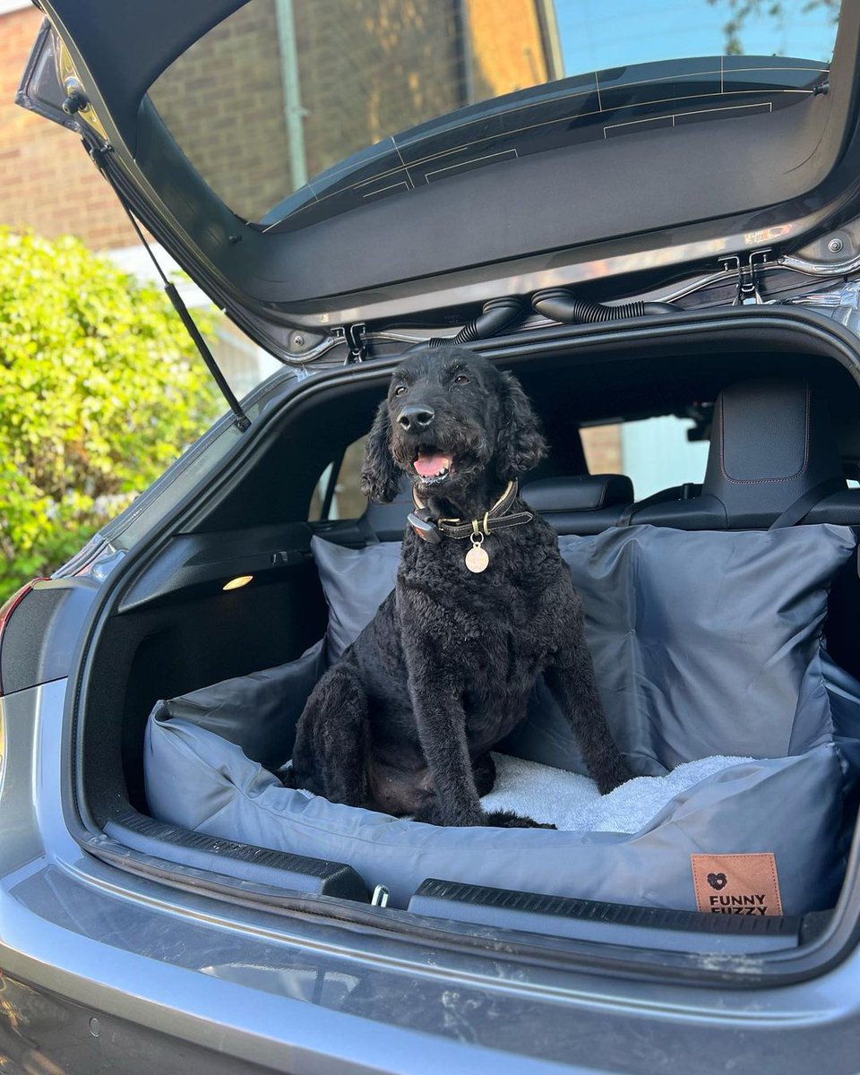 Traveling in style🚗

Follow @funnyfuzzy_pet
See more pictures of cute pets and products 
SHOP funnyfuzzy.com 

#Dog #doggy #doglove #DogLife #dogsoftwitter #DogsOnTwitter #dogtravel #dogstyle #travelblogger #travelphotography