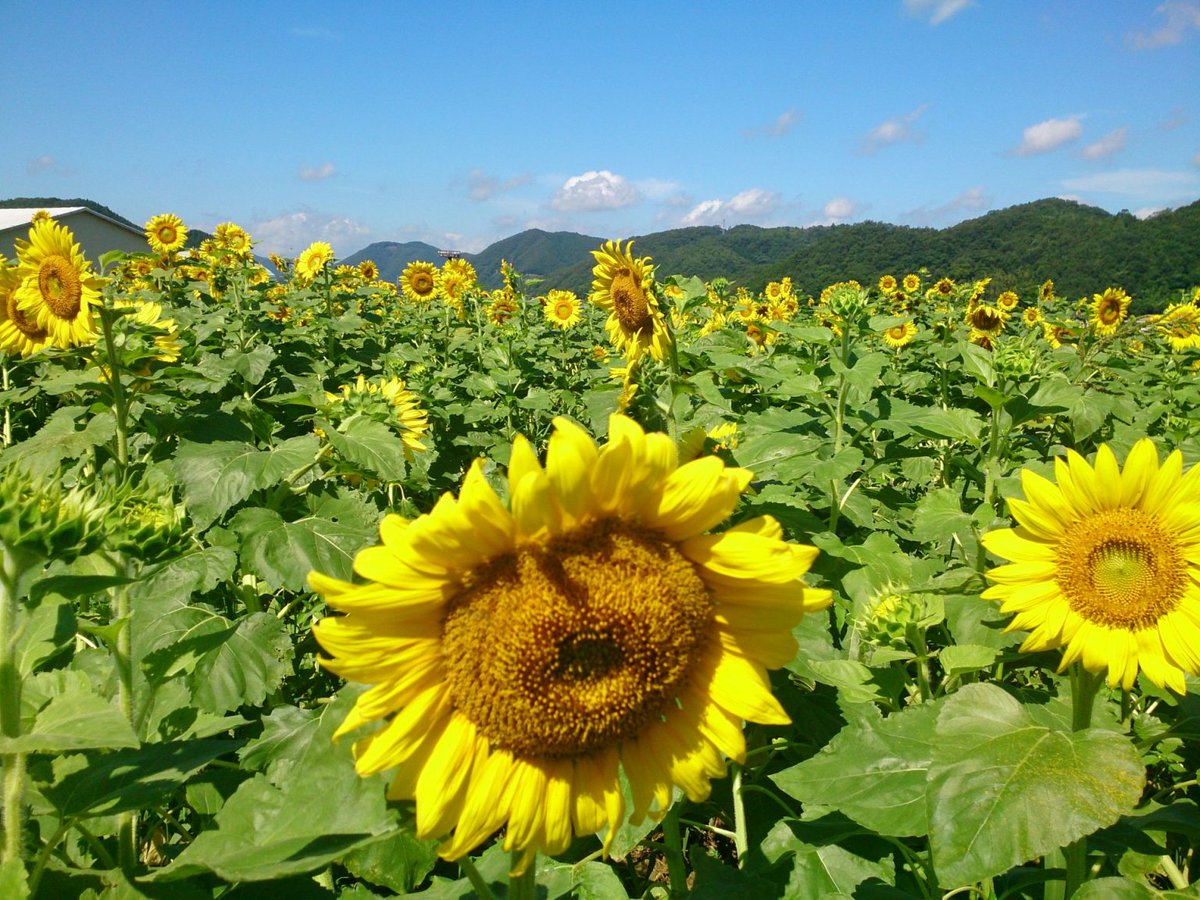 Tx238x's tweet photo. 〈兵庫/佐用町〉夏の風物詩「ひまわり畑」は圧巻の景色です!! #my旅なびJP https://t.co/87fflifZHE https://t.co/R4ehDcCC61