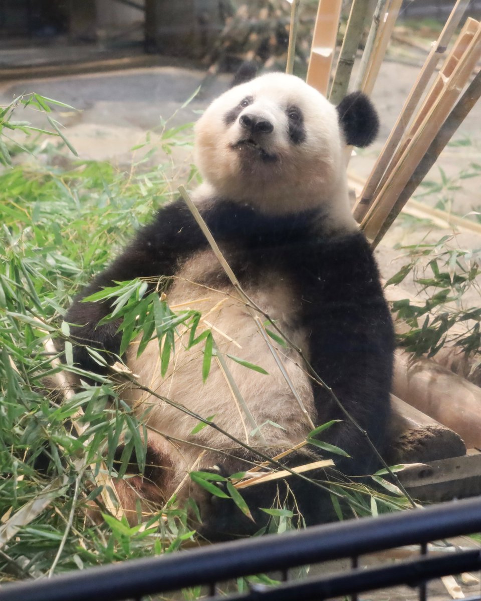 脳内補完🐼📹
角度を変えて撮ったらシャンちゃんきっとこんな顔していると思う🥰

小鳥シャン鳴いてましゅね、みたいな…

#シャンシャン