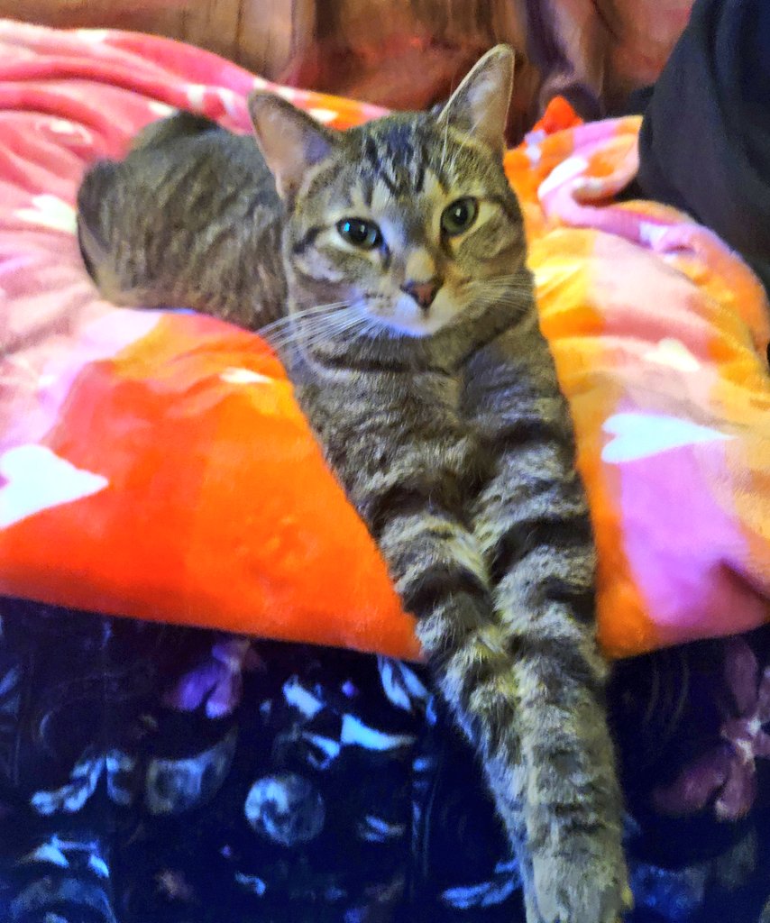 Miriampearl83's tweet photo. Monday morning cuddly cat. https://t.co/T8QQBajIg5