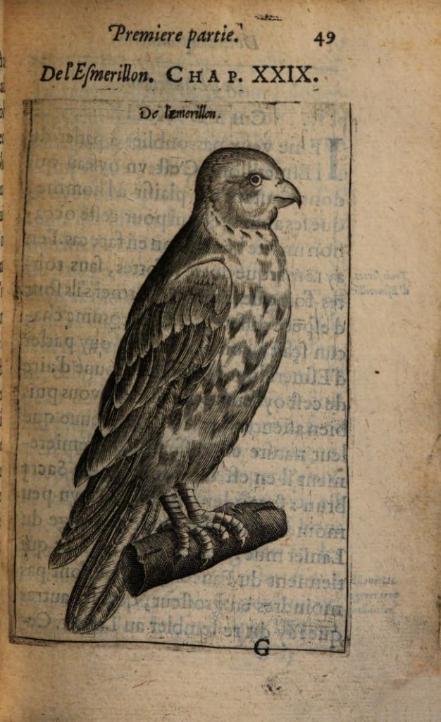 For all of you bird watchers out there! These lovely engravings of birds of prey are from La Fauconnerie, printed in Paris in 1605 (BL 1040.c.6.(1.)). Freely available on the Library's Universal Viewer or Google Books!