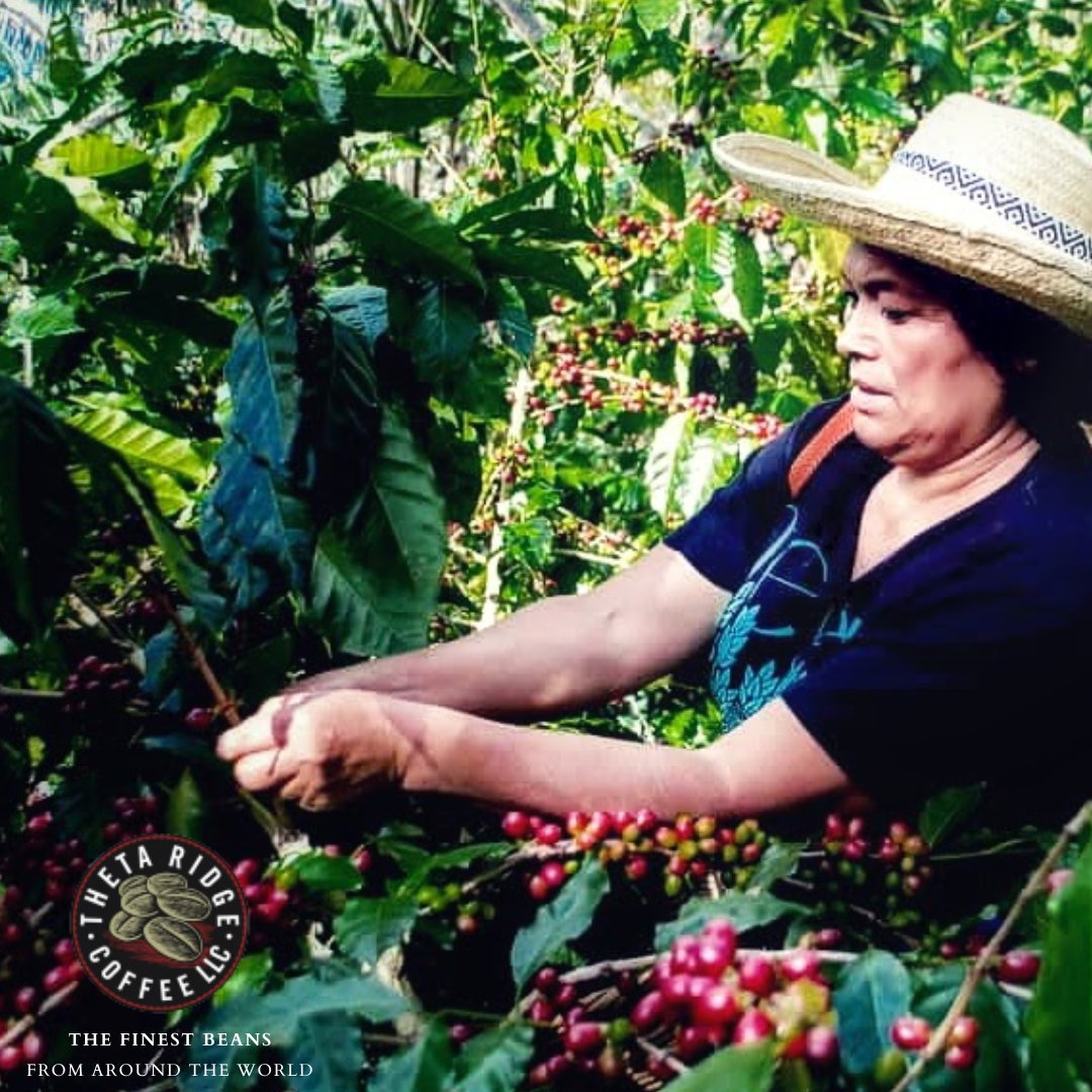 ThetaRidgeSB's tweet photo. Coffee lovers, don't miss out on our offer for Honduras-grown, Arabica specialty grade coffee from 2020-2022 at just $2 per pound. Indulge in rich flavors now! #thetaridgecoffee https://t.co/JJu6heu9Rv