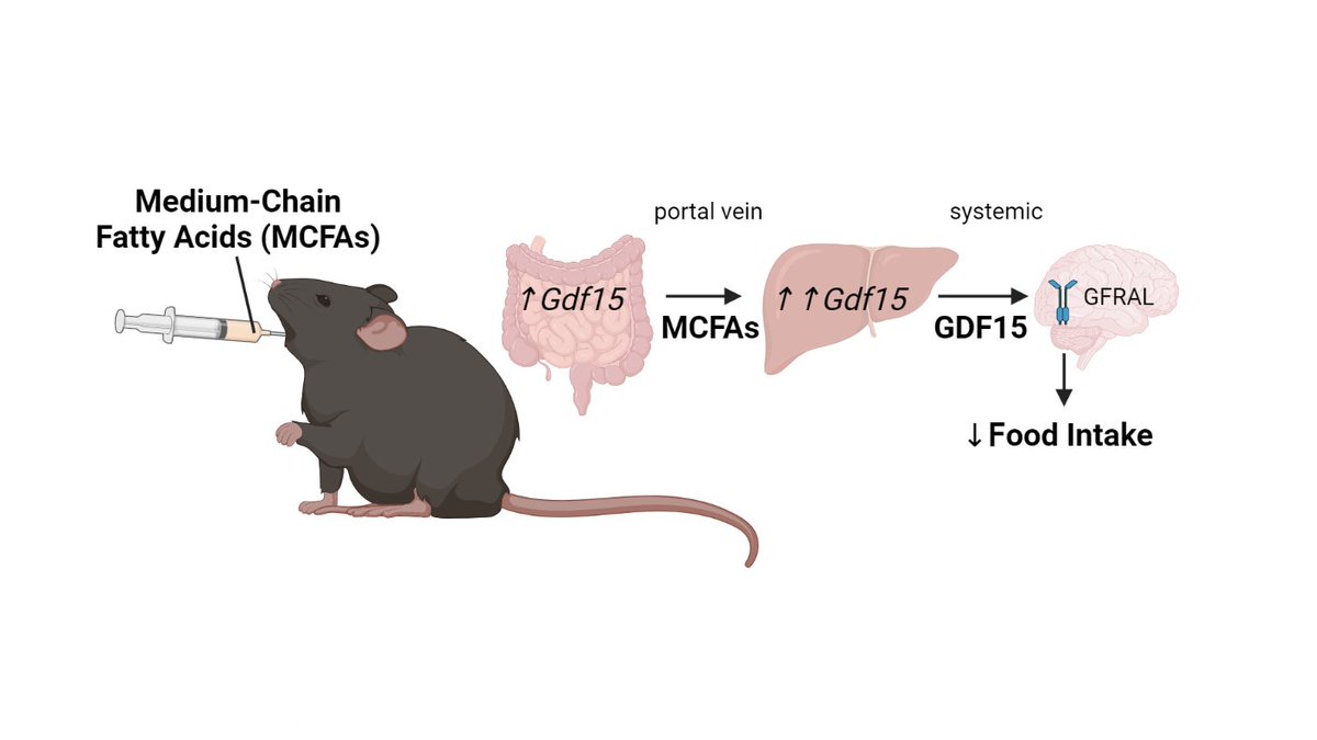 Our new! paper examines how dietary medium-chain fatty acids (MCFAs) reduce food intake

🔑points -> MCFAs:
↗️Gdf15 in liver & intestine
↗️circulating GDF15
↘️food intake via GDF15-GFRAL 

sciencedirect.com/science/articl…

Let's delve into how these unique lipids reduce food intake.🧵1/9