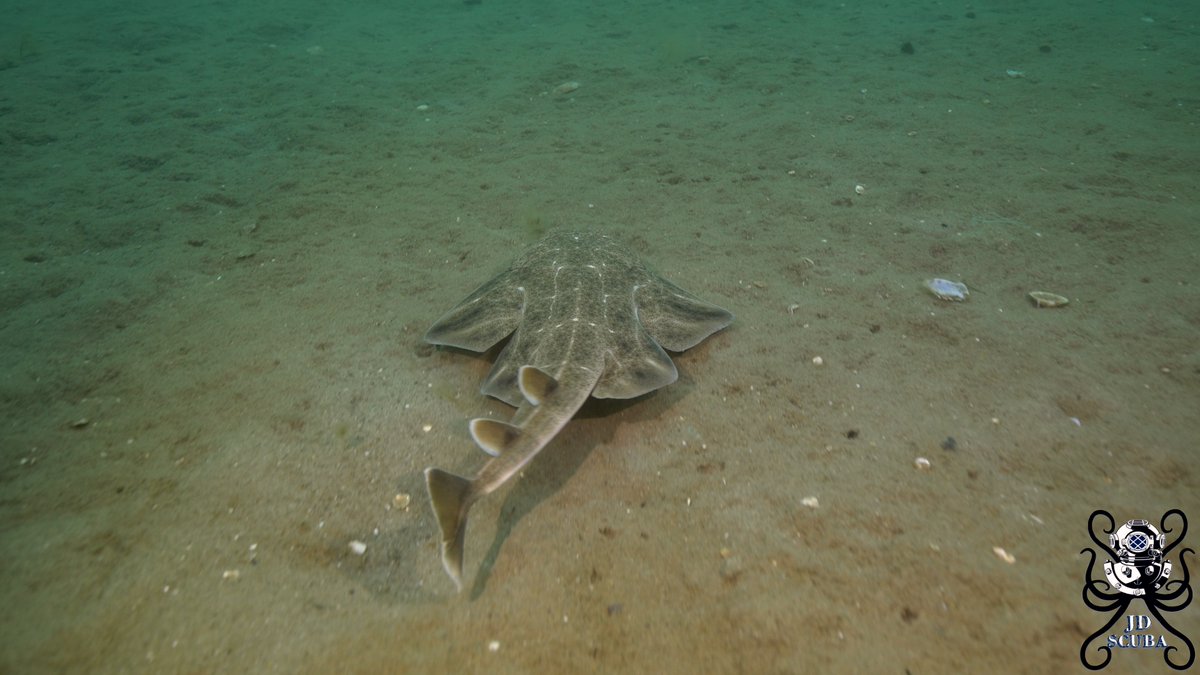 🦈Happy International #AngelSharkDay !
Did you know that Wales is home to the critically endangered angelshark (Squatina squatina)?
Once thought to have disappeared from our coast -over recent years sightings have increased, confirming there's still an important population here🙌