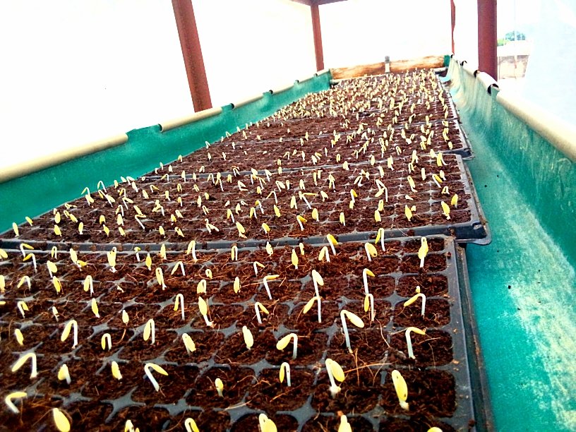 Hello veggies farmer's 🍉🥒🥬🌽 Today 26/06/2023 my cucumber seeds has been sprouts out 🌱🥒🥒🌱 withing 2days after sowing And take it to the nursery bed under shade to continue growth as long as 2weeks before transplanted to farmanant field.
@enzazaden 
@majstro 
@eastwestseed