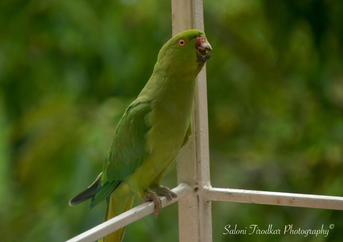 WildlifeSaloni's tweet photo. What Monday Blues?
Todayβs unusual looking visitor.
π¦: Rose-ringed Parakeet (female) / Psittacula krameri.
π·: @WildlifeSaloni
π: Juhu, Mumbai.
#salonitirodkarphotography #juhu #mumbai #birdsofinstagram #birdsofindia #birdsofindiansubcontinent #parakeet #parakeets https://t.co/z2d8pAlTLd