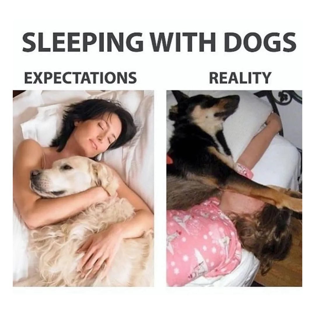 Me: *wondering why my back and sides hurt all the time* Also me sleeping every night: #dog #dogmeme #dogsofinstagram #funnymoment