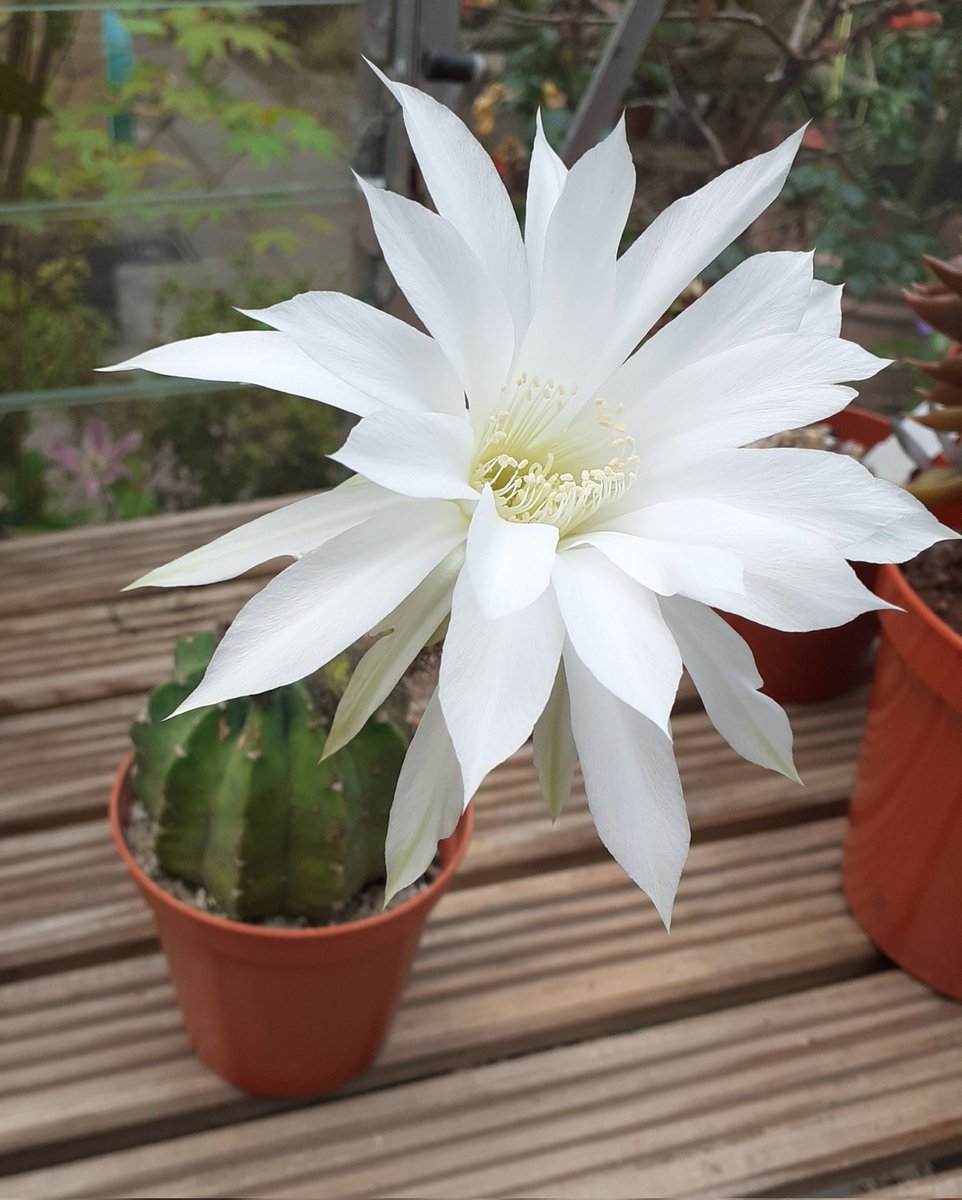 The greenhouse is filled with perfume this morning from this beauty, Echinopsis subdenudata.