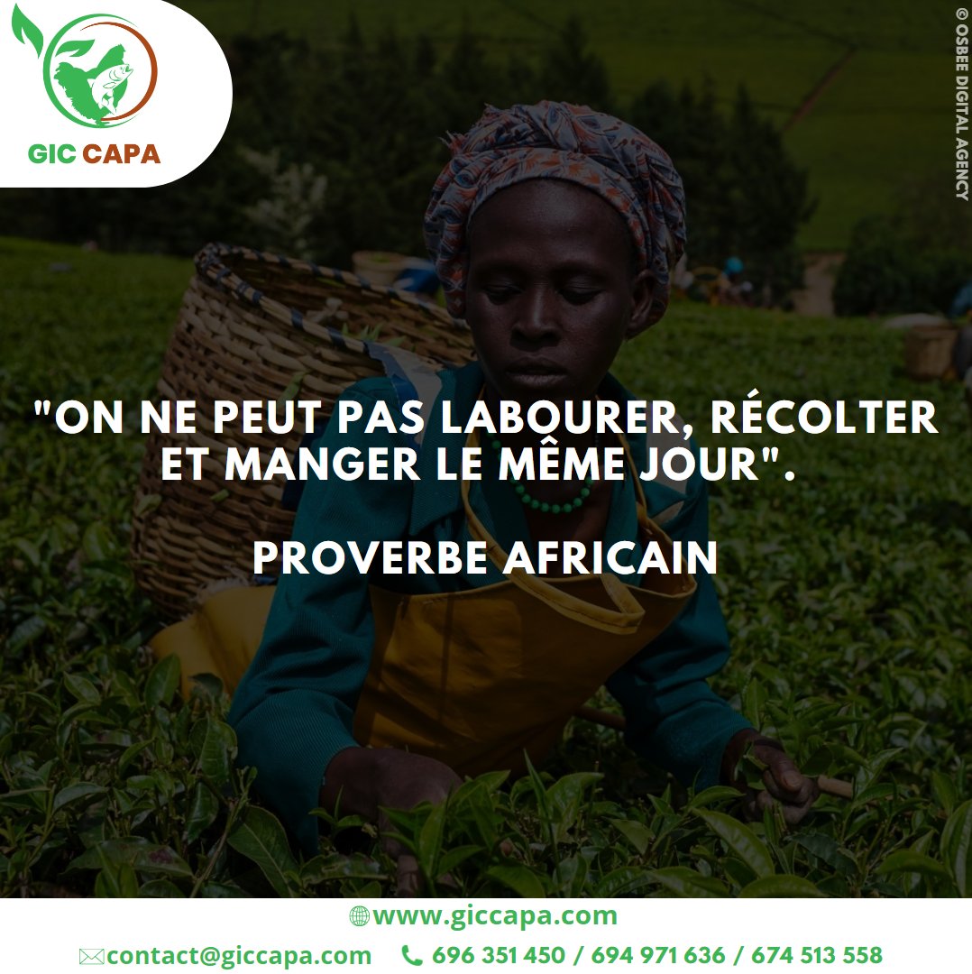 GicCapa's tweet photo. "𝐎𝐧 𝐧𝐞 𝐩𝐞𝐮𝐭 𝐩𝐚𝐬 𝐥𝐚𝐛𝐨𝐮𝐫𝐞𝐫, 𝐫𝐞́𝐜𝐨𝐥𝐭𝐞𝐫 𝐞𝐭 𝐦𝐚𝐧𝐠𝐞𝐫 𝐥𝐞 𝐦𝐞̂𝐦𝐞 𝐣𝐨𝐮𝐫". 
                                                                       Proverbe Africain 

#proverbe #agriculture #afrique #giccapa https://t.co/UwzAD7r3wQ
