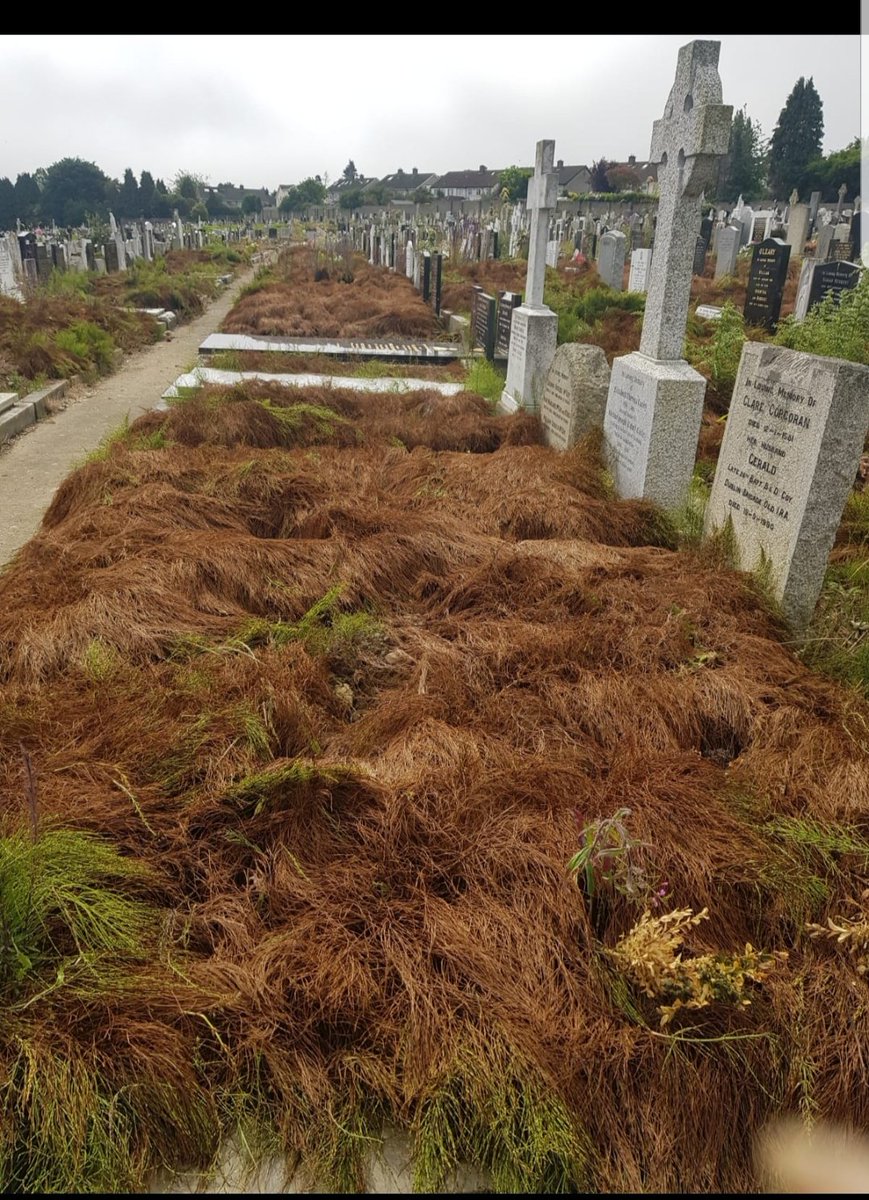 awaywithwordshk's tweet image. 1/2 Last year An Taisce awarded a Green Flag to Deansgrange Cemetery. The award celebrates best practice in cleanliness and perserving richness of green spaces.
These photos show the disrespect and neglect of the resting place of our loves ones is disgraceful.
#dlrcc #antaisce