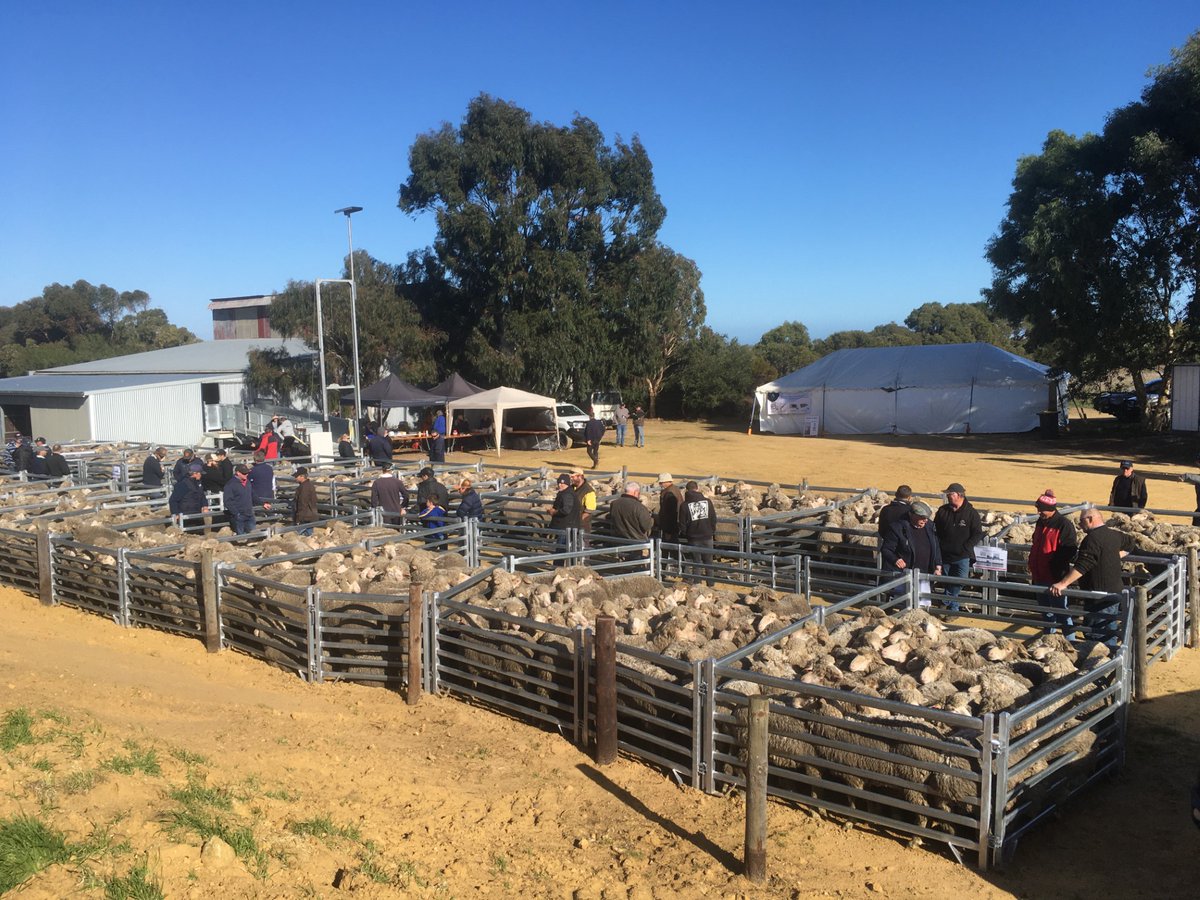 Merino SA tweet media