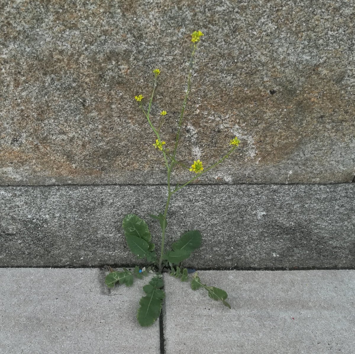 flora_vigo's tweet photo. Brassica rapa L. (#Brassicaceae).
Gall.: grelo.
----
#flores #flowers #wildflowers #plantas #plants #hierbas #flora #botánica #botanizing #taxonomy #naturaleza #nature #Vigo #Pontevedra #Galicia #naturelovers #flowerphotography #primavera #spring #plante https://t.co/UWXpWeCsS4