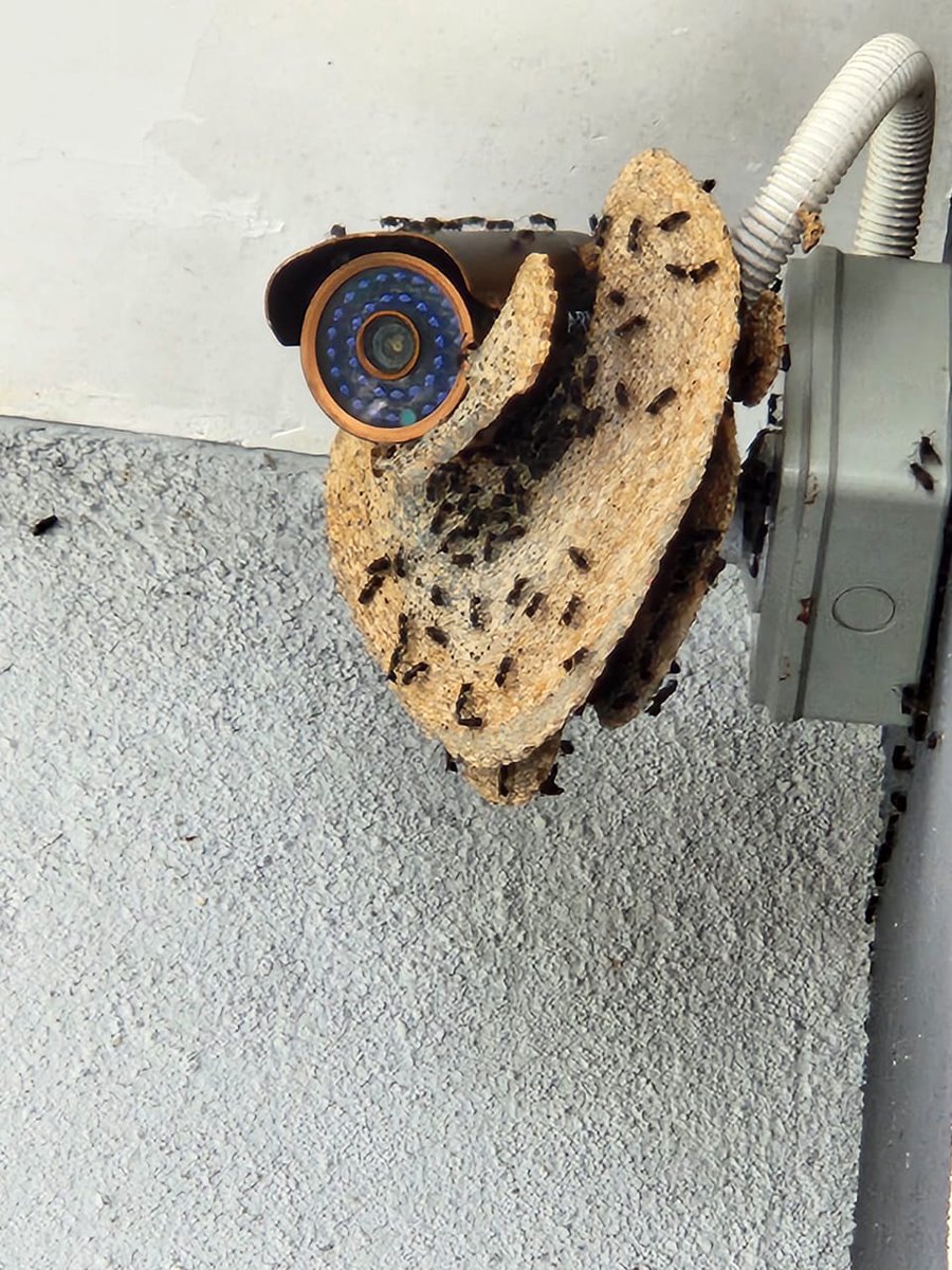 usprotec's tweet image. Who know what bees are these?