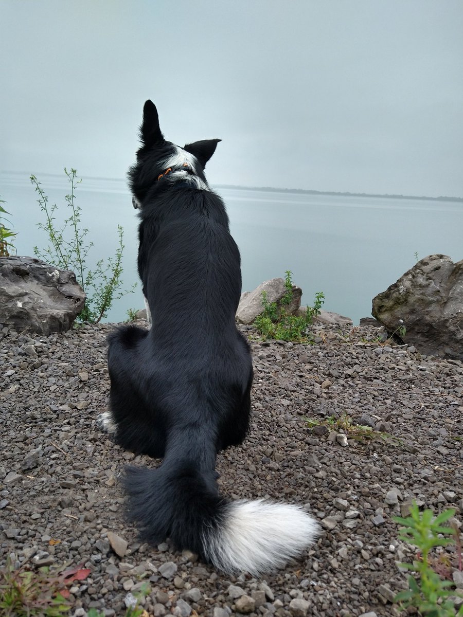 Pensive puppers.

Live freely and collect experiences.

#rustbeltadventures #LokiMania #bordercollie #heterochromia #NorseDogofmischief #hiking #dog #travel #tourism #ecotourism #greatlakes #niagarariver #niagaragorge