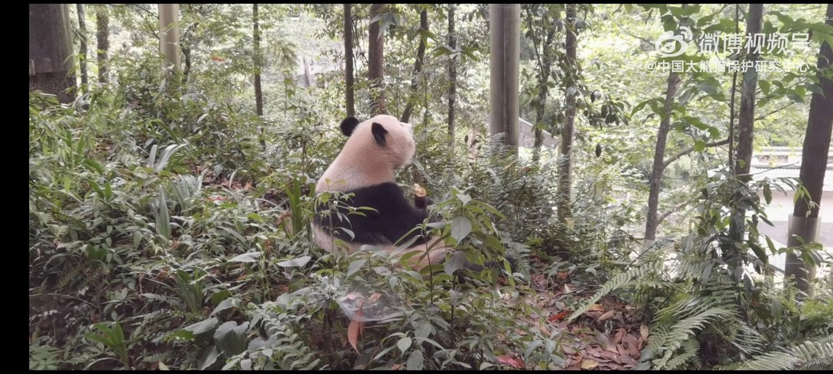 GiantPanda90388's tweet photo. New video of Xiangxiang💕🐼
Xiangxiang has a big garden😊
https://t.co/GmgTlB2Hgy
#Panda #Xiangxiang #熊猫 #香香 https://t.co/BYfcpjb4RD