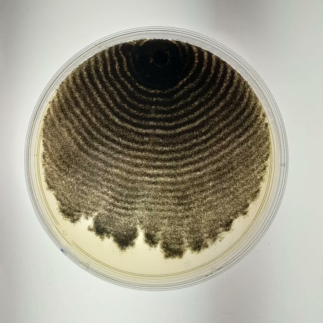 _ASCUS's tweet photo. Some beautiful colony morphologies appearing from microbes in ambient air 🦠🧫

#microbemonday #microbiology #ascuslab https://t.co/lNGyondfnZ